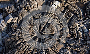 A charred cross section of a thick tree trunk. Background, texture