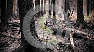 Charred forest scene showing blackened tree trunks and branches, indicating the aftermath of a fire