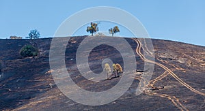 Charred hills after a planned burn