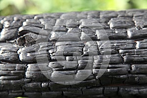 Charred log after a forest fire