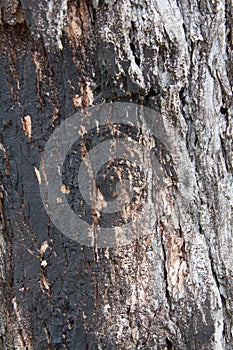 Charred Oak Tree