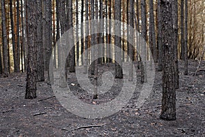 Charred pine trees and ground in the woods