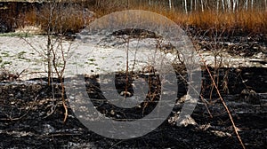 Charred plants after a spring fire. Black surface of the rural field with a burned grass. Effects of grass fire on soils.