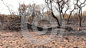 Charred Remains of a Forest Fire