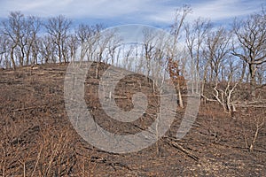 Charred Remains after a Ground Fire