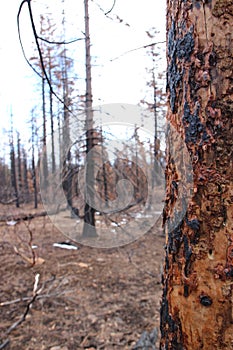 Charred remains of a tree