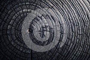 The charred stump of tree felled - section of the trunk with annual rings. Slice burnt wood