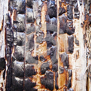 Charred surface of wood after fire