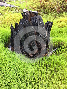 Charred tree stump