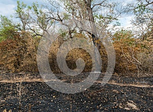 A charred tree trunk, dry bushes, and scorched grass after a forest fire