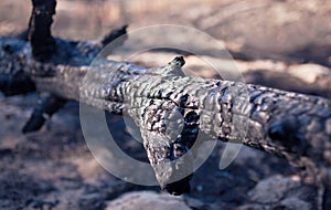 Charred tree trunk after fire