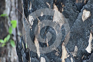 charred tree trunks burnt from a fire