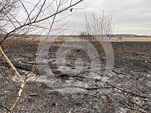 Charred trees and grass after a fire in the forest