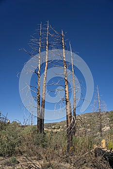 Charred Trees in National Forest