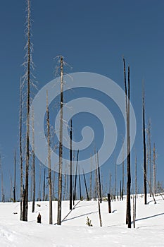 Charred trees in snow