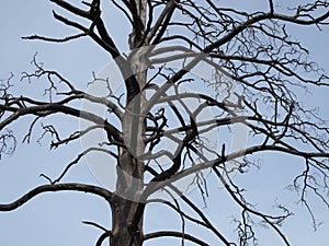 charred trunk of a burnt tree against the blue sky
