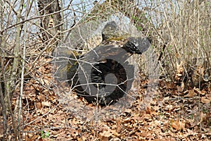 Charred trunk in the forest