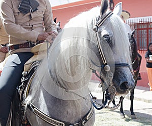 Charro in horses photo