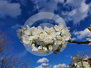 Charry flower tree on blue sky