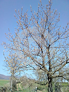 Charry tree with flowers in spring