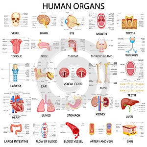 Chart of different Human Organs