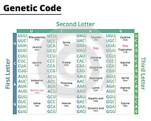 Chart of genetic code. RNA codons to protein synthesis.