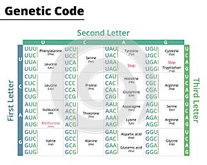 Chart of genetic code. RNA codons to protein synthesis. photo