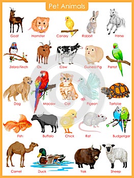 Chart of pet animals