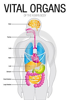 Chart of VITAL ORGANS with parts name. Size: 21cm x 30cm