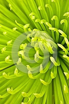 Chartreuse chrysanthemum photo