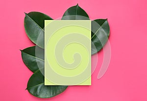 Chartreuse frame mockup with beautiful big green ficus leaves on cherry pink background. Organic cosmetics wellness spa body care