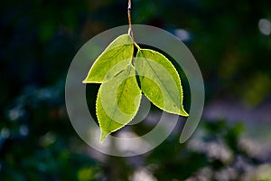 Chartreuse Green Leaves Closeup