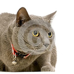 Chartreux