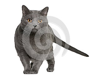 Chartreux (3 years old)