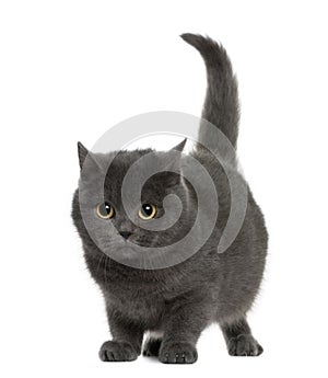 Chartreux (8 months old)