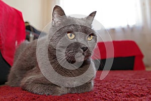 Chartreux breed domestic cat. Gray cat