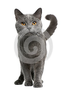 Chartreux cat, 16 months old, standing