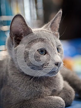 Chartreux Cat