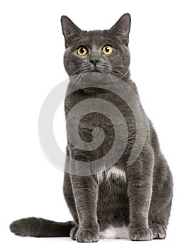 Chartreux cat, 6 months old, sitting