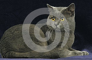 CHARTREUX CAT, ADULT AGAINST BLACK BACKGROUND