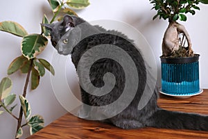 Chartreux cat with blue fur sitting on table near potted plants.