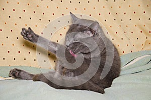 Chartreux cat washing itself