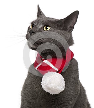 Chartreux cat wearing winter scarf, 3 years old