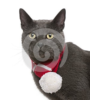 Chartreux cat wearing winter scarf, 3 years old