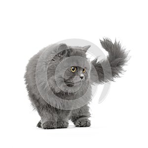 Chartreux Kitten