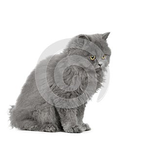 Chartreux Kitten