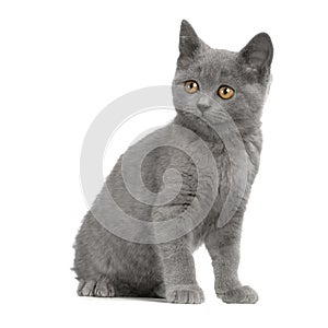 Chartreux Kitten