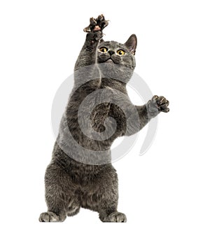Chartreux kitten on hind legs, pawing up, photo