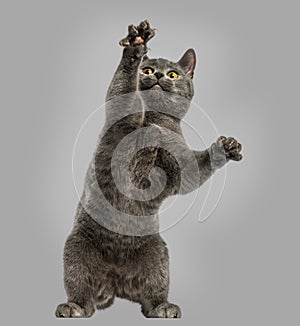 Chartreux kitten reaching, on hind legs