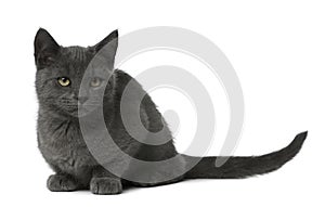 Chartreux Kitten sitting